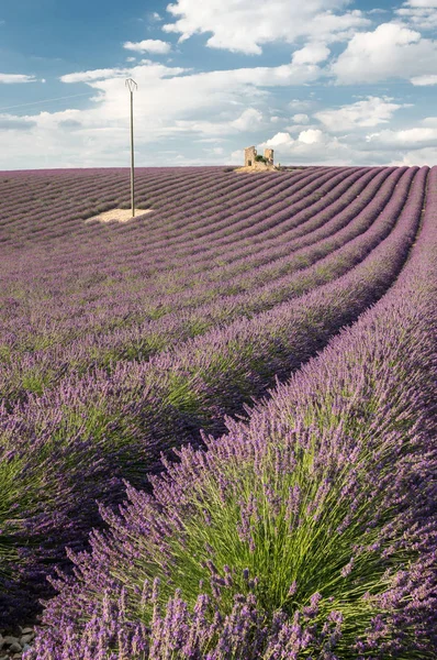 Dům Zřícenina Polích Levandule Valensole Provence Francie — Stock fotografie