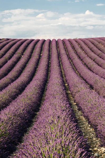 Campos Lavanda Valensole Provence França — Fotografia de Stock