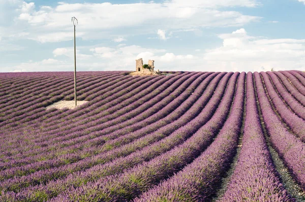 Casa Ruína Campos Lavanda Valensole Provence França — Fotografia de Stock