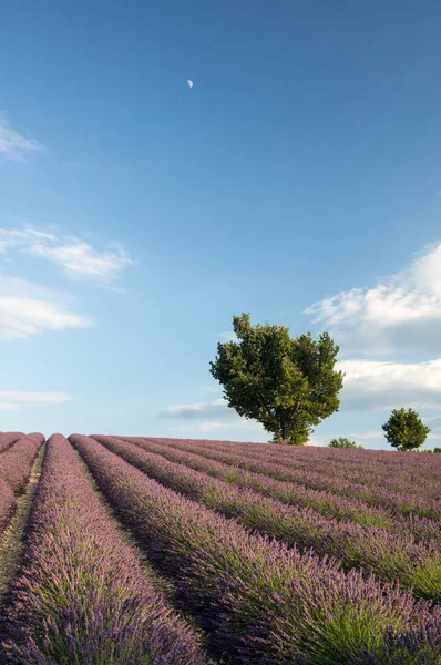 Campos Lavanda Valensole Provence França — Fotografia de Stock
