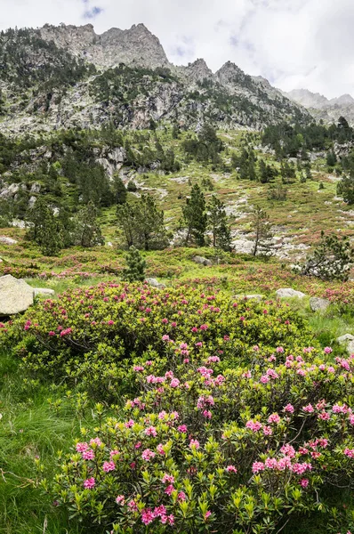Pink Wild Flowers Pyrenees High Altitude — Stock Photo, Image