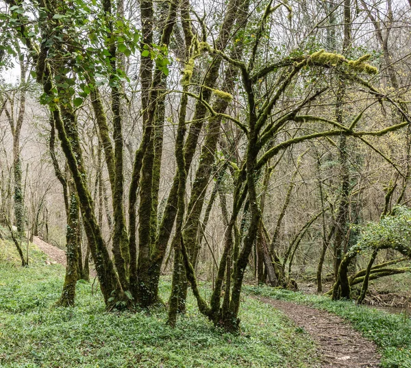 Trunks Covered Lichens Little Road — Stock Photo, Image