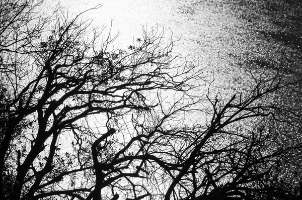 エロー フランス 黒と白 Salagou 湖の水面の反射に対して裸の枝の背景 — ストック写真