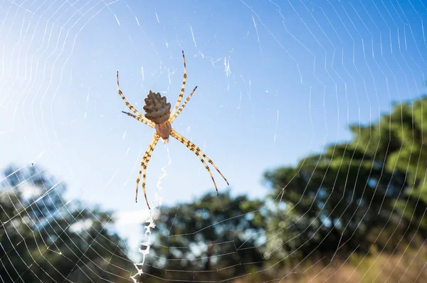 Araignée Sur Toile Matin Bord Lac Salagou Hérault France — Photo