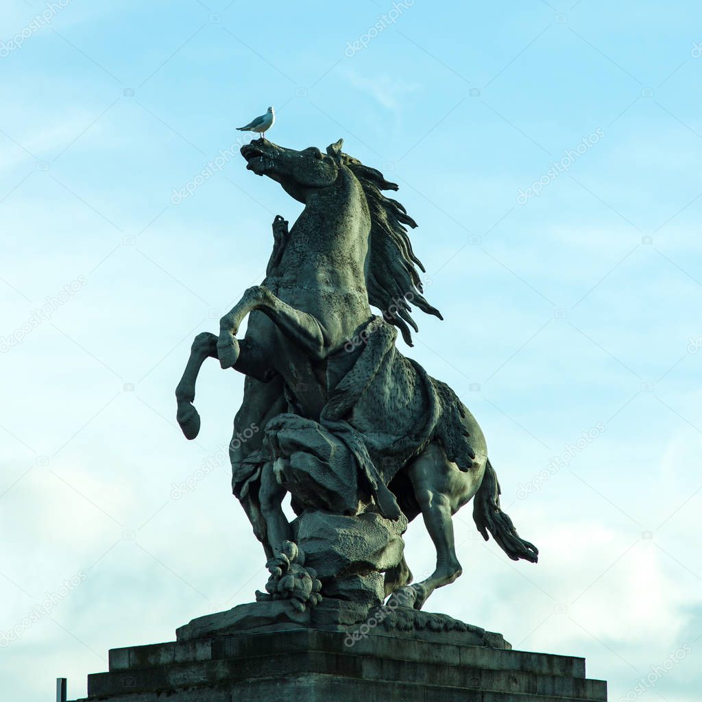 seagull on the head of a horse statue on the Concorde square, Paris, France