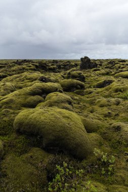 İzlanda yosun Güney İzlanda volkanik kaya kapsar