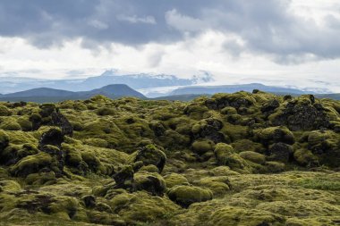 İzlanda yosun Güney İzlanda volkanik kaya kapsar