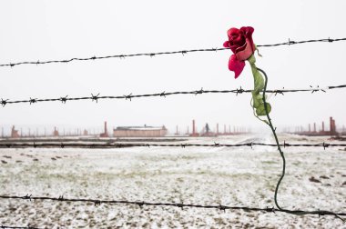 Gül dikenli tel çit karda toplama kampı Auschwitz Birkenau'da, Polonya, kaplı