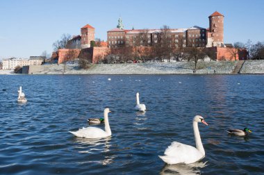 Kuğular üzerinde ön planda Krakow, Polonya ile tarihi Wawel Royal castle