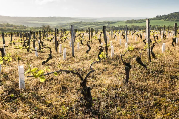 Dűlő Egy Tavaszi Reggelen Közelében Vezelay Burgundia Franciaország — Stock Fotó