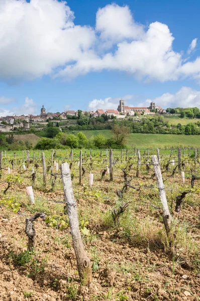 Dűlő Egy Tavaszi Reggelen Közelében Vezelay Burgundia Franciaország — Stock Fotó