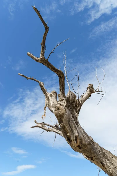 Zmarłe Drzewo Górach Pustyni Tabernas Hiszpański Tabernas Desierto Europa Tylko — Zdjęcie stockowe
