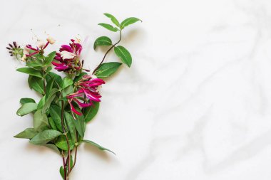 Hanımeli Çiçek buketi beyaz mermer tablo kopya alanı ile üzerinden. üstten görünüm. kadar alay et. doğa kavramı