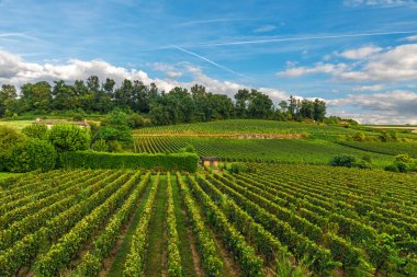 güneşli günde güzel üzüm Saint Emilion Bordeaux, Fransa. doğa kavramı