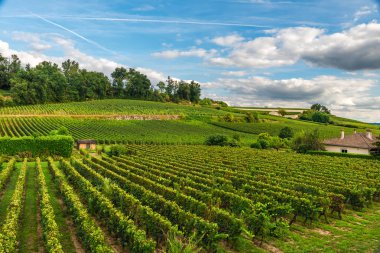 güneşli günde güzel üzüm Saint Emilion Bordeaux, Fransa. doğa kavramı