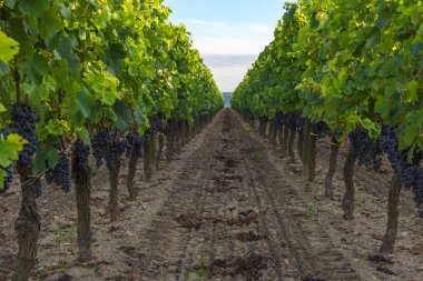 aquitaine bölgesi, Fransa bordeaux bağ içinde Üzümler vaktinden önce hasat. yakın çekim