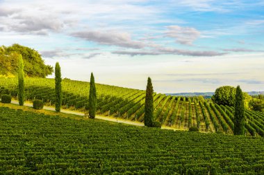 Aquitaine bölgesi, Fransa bordeaux üzüm bağları günbatımı manzara