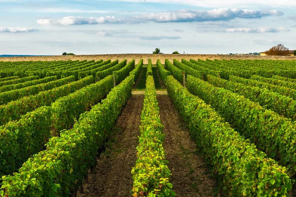 Prachtige Wijngaard Bordeaux Frankrijk Zonnige Dag Reisbestemming — Stockfoto