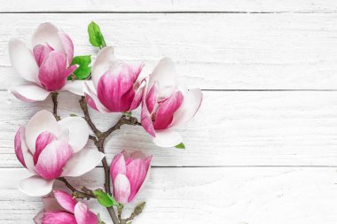 Metniniz için kopya alanı ile beyaz masaya güzel Pembe Manolya çiçek. üstten görünüm. düz yatıyordu. Düğün ya da kadın gün arka plan