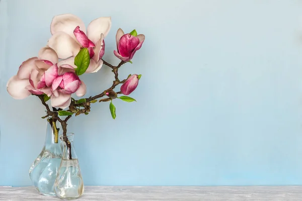 Натюрморт с красивыми весенними цветами магнолии в вазе на голубом фоне. природа концепция — стоковое фото