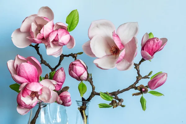 Hermosas flores de primavera magnolia sobre fondo azul. concepto de naturaleza — Foto de Stock