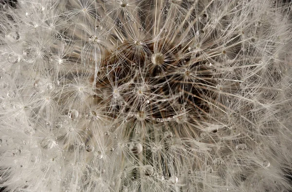 Macro shot de semillas de diente de león con gotas de agua sobre fondo negro. de cerca — Foto de Stock