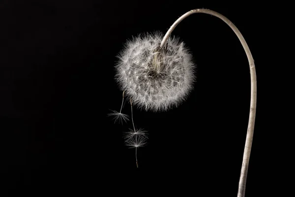 Квітка кульбаби з насінням кульбаби падає на чорний фон — стокове фото