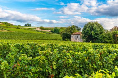 Fransa'da Saint Emilion üzüm bağı Bordeaux üzüm bağları güzel manzara