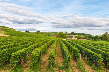 Saint Emilion Üzüm Bağları, Fransa'da Bordeaux Şarap bahçeleri