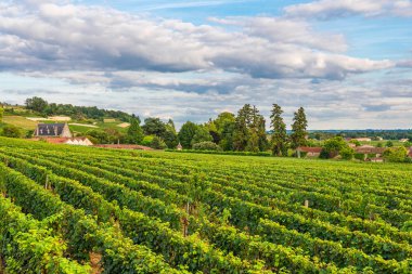 Güneşli bir günde Bordeaux Saint Emilion güzel bağ, Fransa
