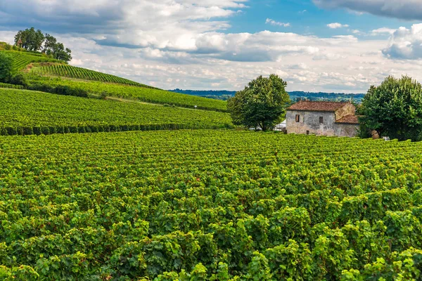 Wijngaarden van Saint Emilion, Bordeaux Wineyards in Frankrijk — Stockfoto