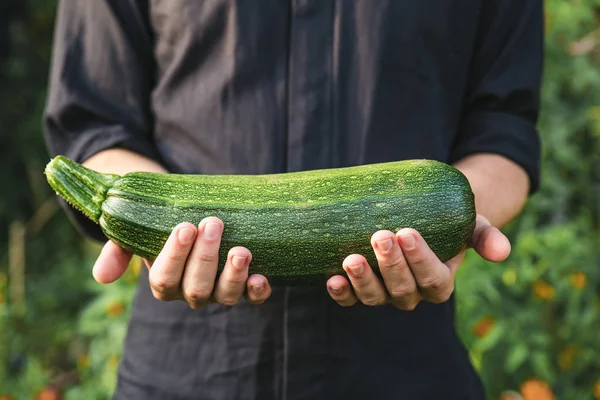 Verdure biologiche. Cibo sano. Zucca biologica fresca o zucchine nelle mani degli agricoltori — Foto Stock