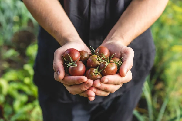 Agricultor segurando tomates frescos cereja em mãos na fazenda. Alimentos orgânicos saudáveis. legumes do jardim — Fotografia de Stock