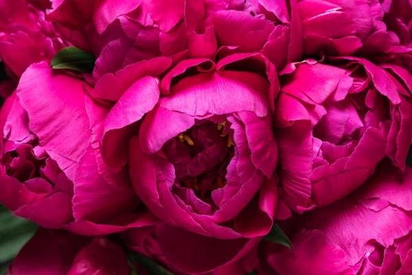 Red Peony Flowers Bouquet Summer Flowers Texture Flower Pattern Festive — Stock Photo, Image