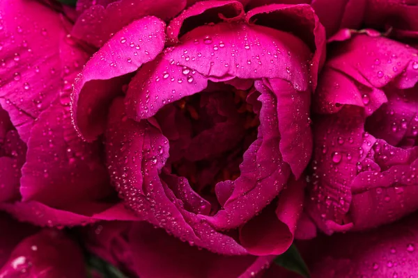 Букет Красных Пионов Капельками Воды Летние Цветы Текстуры Цветочный Узор — стоковое фото