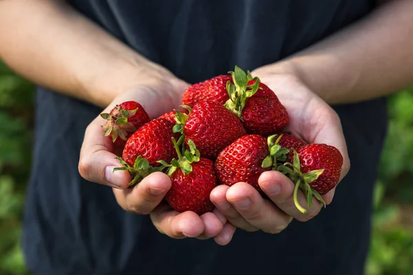 Fresas Orgánicas Frescas Manos Mujeres Agricultura Concepto Cosecha Comida Vegana — Foto de Stock