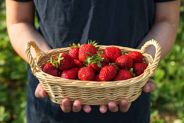 Bayas Orgánicas Fresas Orgánicas Frescas Una Canasta Mimbre Manos Los — Foto de Stock