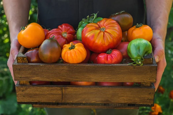 Organic Vegetables Agriculture Harvest Concept Fresh Organic Tomatoes Wooden Box — Stock Photo, Image