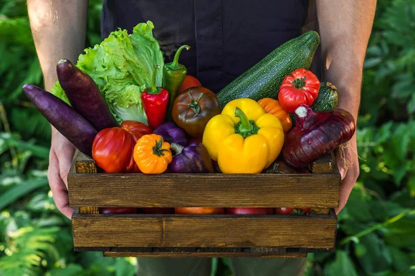 Verduras Orgánicas Frescas Caja Madera Manos Agricultores Agricultura Concepto Cosecha — Foto de Stock