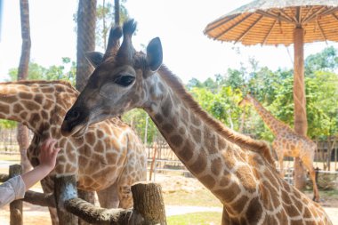 Bebek zürafa, Vietnam 'daki Phu Quoc adasındaki safari parkında insan ziyaretçilerle etkileşime geçiyor. Vahşi yaşam etkileşimi. Asya 'da tropikal koruma ve sürdürülebilir turizm.
