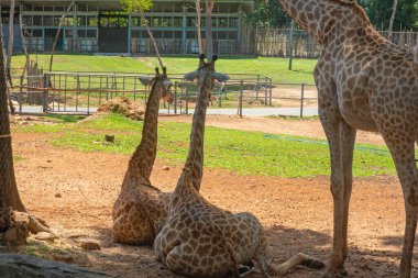 Vietnam 'daki Phu Quoc adasındaki safari parkının gölgeli bölgesinde yerde dinlenen iki bebek zürafa. Vahşi yaşam etkileşimi. Asya 'da tropikal koruma ve sürdürülebilir turizm.