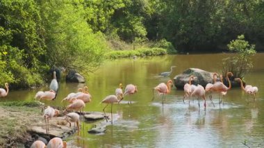 Bir grup pembe flamingo, Vietnam 'daki Phu Quoc adasındaki yemyeşil safari parkında gölette yürüyüp besleniyor. Biyolojik çeşitlilik ve vahşi yaşam gözlemi. Asya 'da tropikal koruma ve sürdürülebilir turizm.