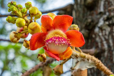 Yapraklı tropikal gülle ağaçlarına yakın kırmızı, turuncu, pembe ve sarı uçlu pulların canlı tonlarıdır. Couroupita guianensis çiçek açıyor. Tropik botanik, egzotik bitki örtüsü, nadir bulunan bir çiçek..