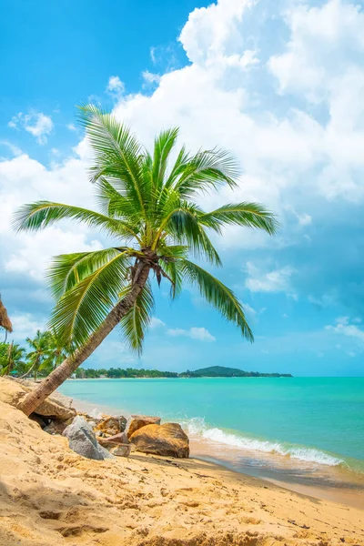 Koh Samui adasındaki Maenam tropikal sahilindeki eğimli palmiye ağacı sakin turkuaz deniz, kumlu sahil ve mavi gökyüzü altındaki uzak tepeler, Tayland. Dikey oryantasyon. Tropik cennet, tatil