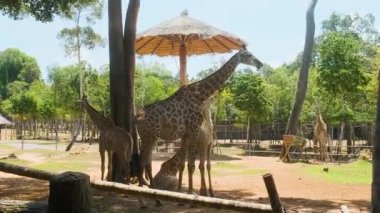 Vietnam 'daki Phu Quoc adasındaki safari parkındaki sazdan bir barınağın altında ayakta durup beslenen bir grup zürafa. Vahşi yaşam etkileşimi. Asya 'da tropikal koruma ve sürdürülebilir turizm.