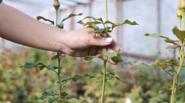 Serada kadının ellerini beyaz kesme gül