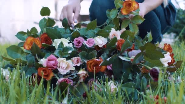 Woman makes a bouquet in the rose garden — Stock Video