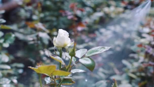 Поливая розы в саду — стоковое видео