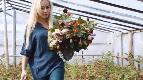 Woman with bouquet cutting rose in garden in greenhouse — Stock Video