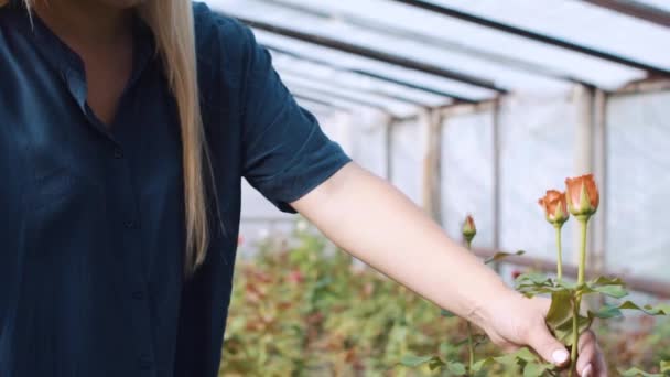 Frau schneidet Rosen im Garten im Gewächshaus — Stockvideo